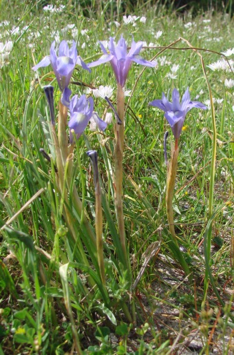 Moraea sisyrinchium