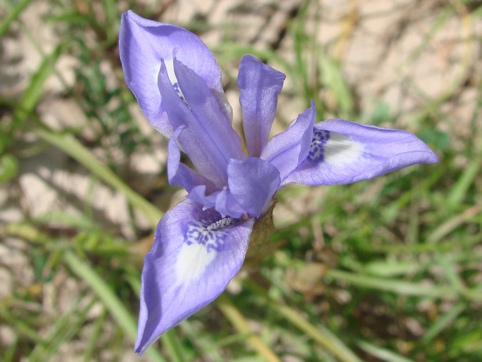 Moraea sisyrinchium