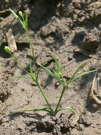 Gypsophila muralis