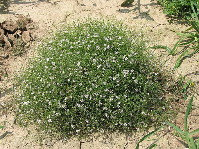 Gypsophila muralis