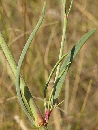 Gypsophila fastigiata