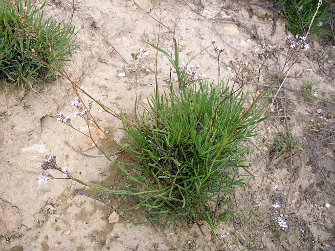 Gypsophila fastigiata