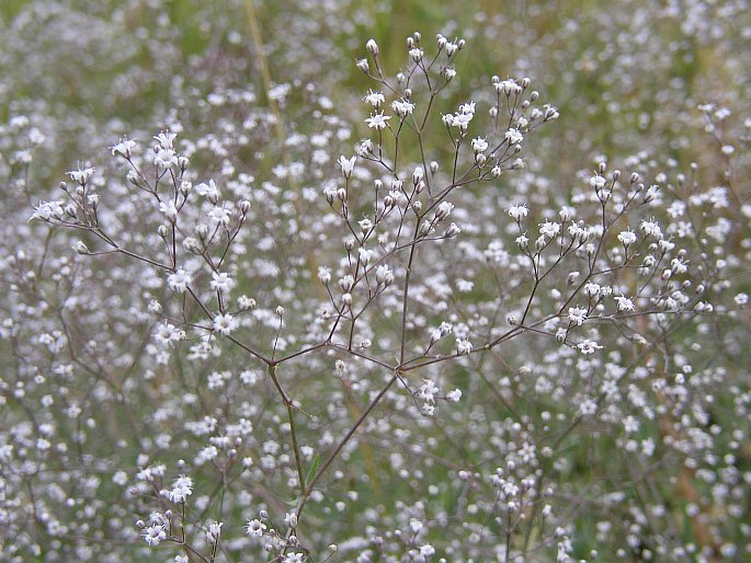 Gypsophila paniculata