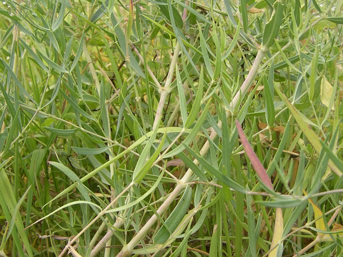 Gypsophila paniculata