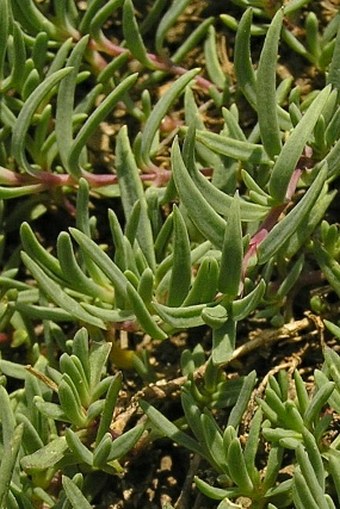 Gypsophila repens