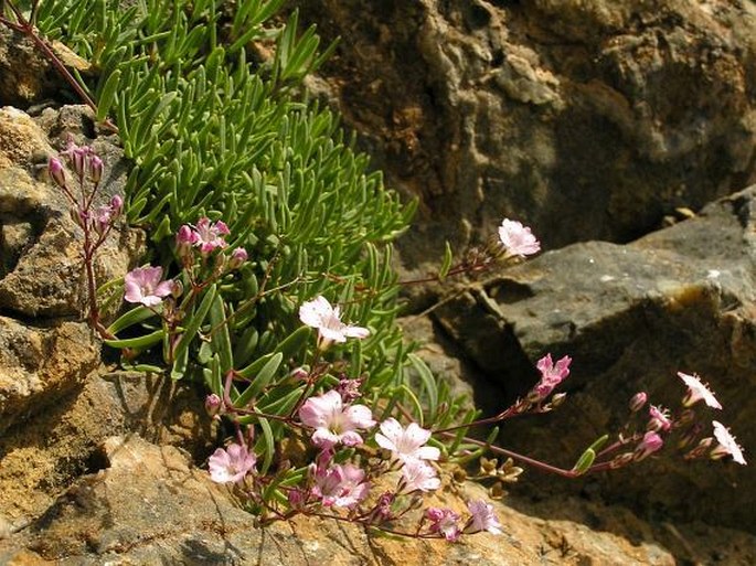 Gypsophila repens