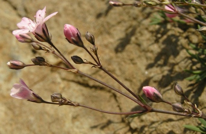 Gypsophila repens