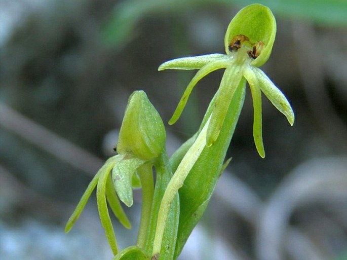 Habenaria tridactylites