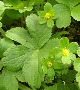 Hacquetia epipactis