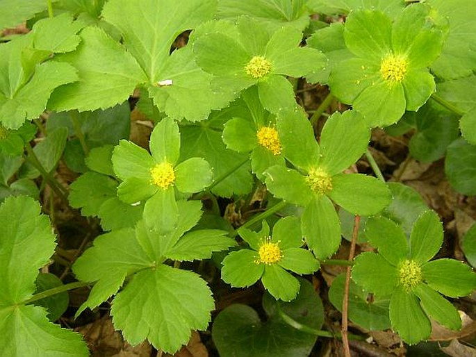 Hacquetia epipactis