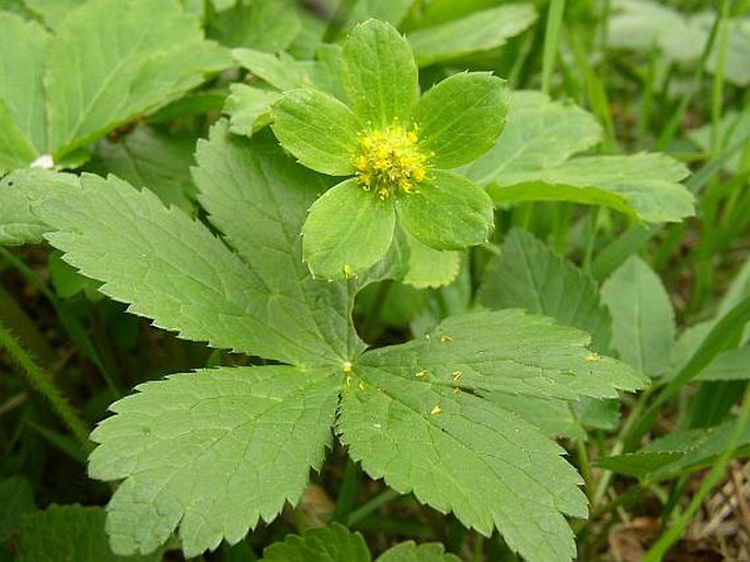 Hacquetia epipactis