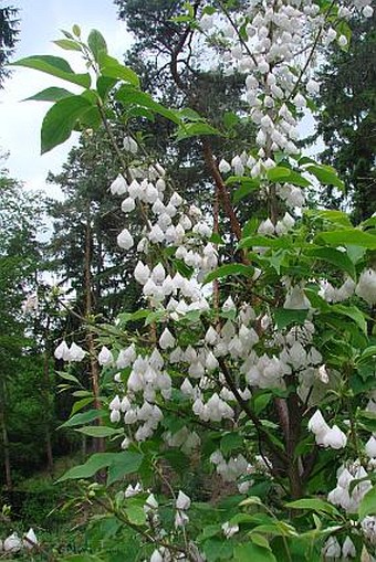 Halesia tetraptera var. monticola