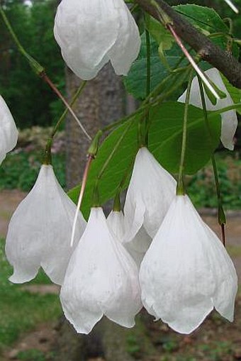 Halesia tetraptera var. monticola