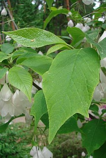 Halesia tetraptera var. monticola