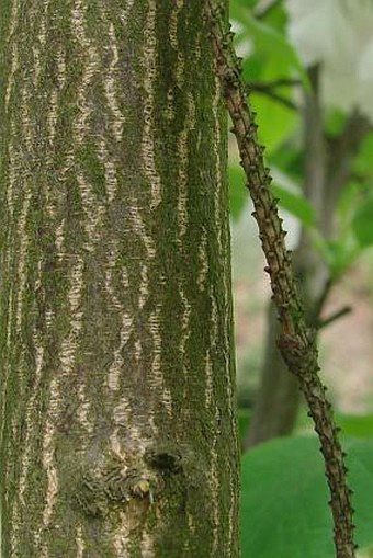 Halesia tetraptera var. monticola