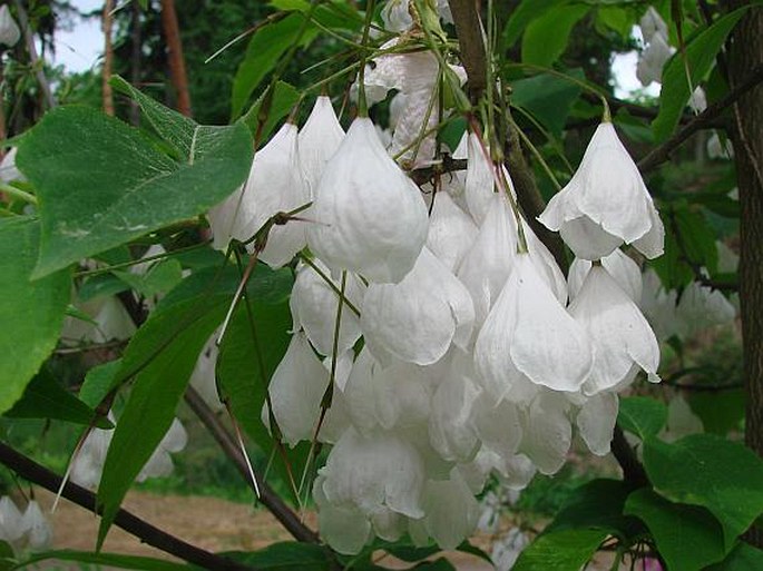 Halesia tetraptera var. monticola