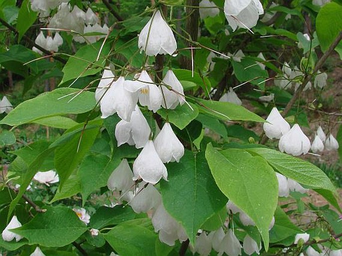 HALESIA TETRAPTERA var. MONTICOLA (Rehder) Reveal et Seldin – halézie