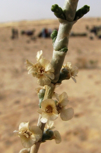 Haloxylon articulatum