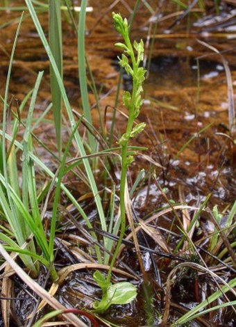 Hammarbya paludosa