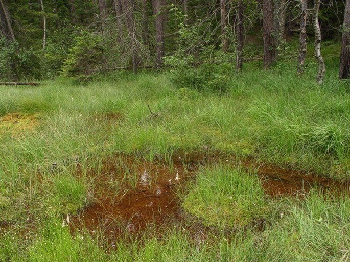 Hammarbya paludosa