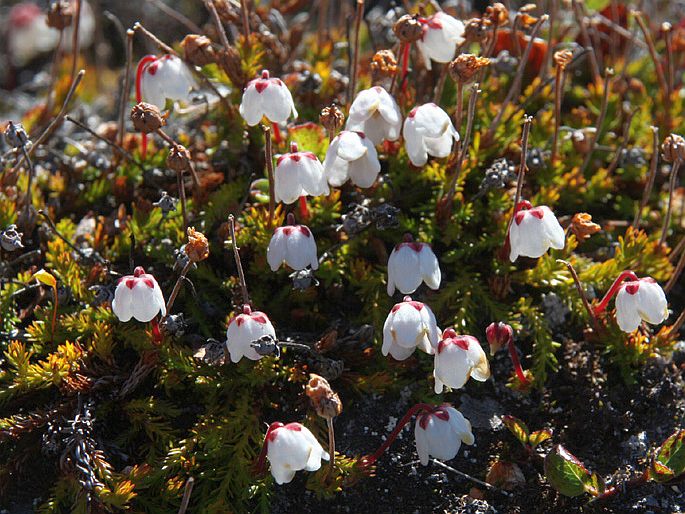 Cassiope hypnoides