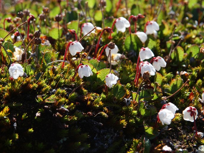 Cassiope hypnoides