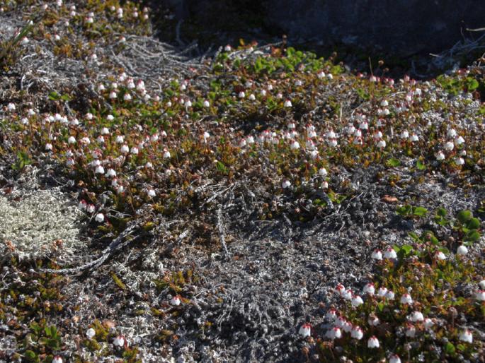 Cassiope hypnoides