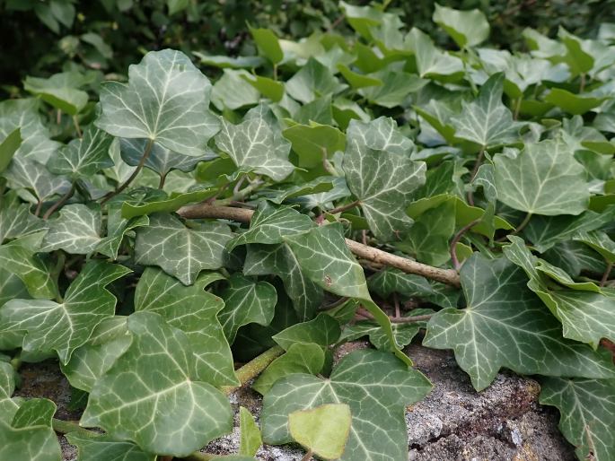 Hedera helix