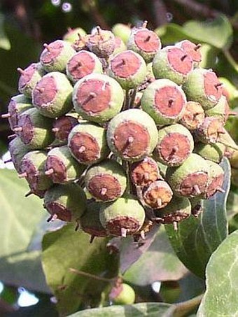 Hedera helix