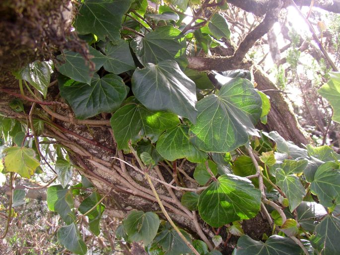 Hedera canariensis