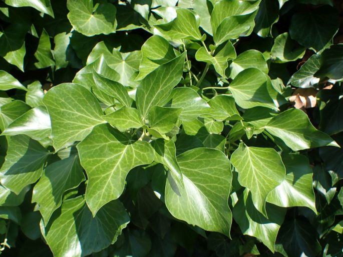 Hedera helix