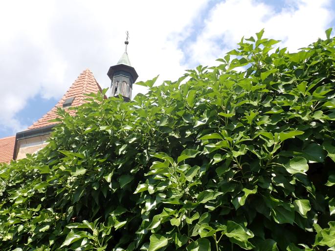 Hedera helix