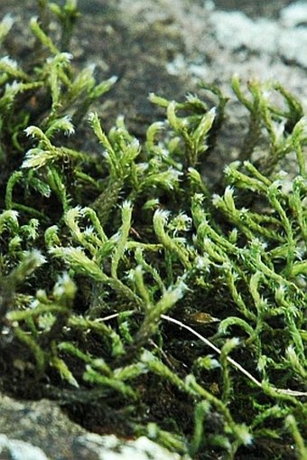 Hedwigia ciliata