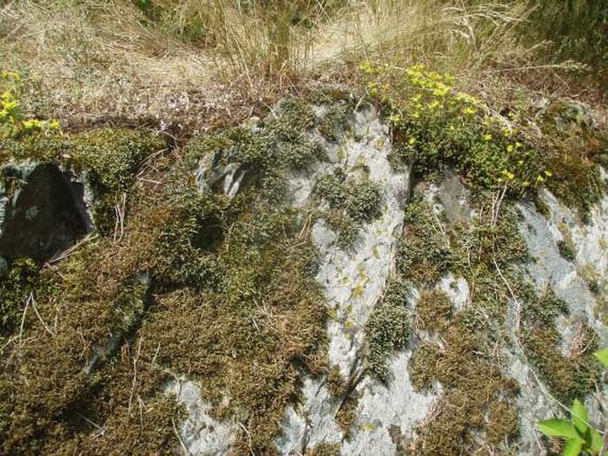 Hedwigia ciliata