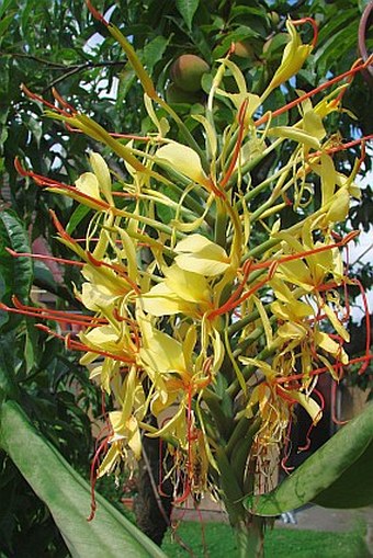 Hedychium gardnerianum