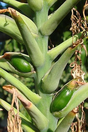 Hedychium gardnerianum