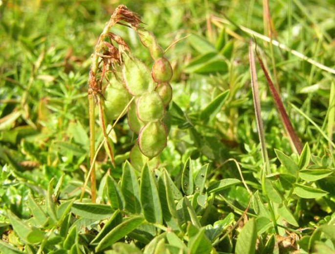 Hedysarum hedysaroides