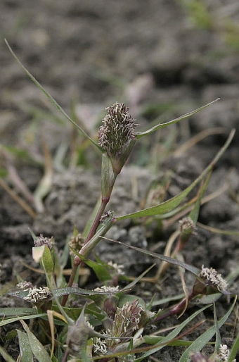 Heleochloa schoenoides