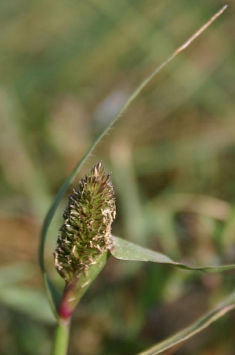 Heleochloa schoenoides