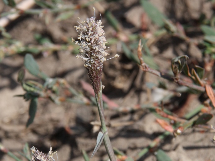 Heleochloa alopecuroides