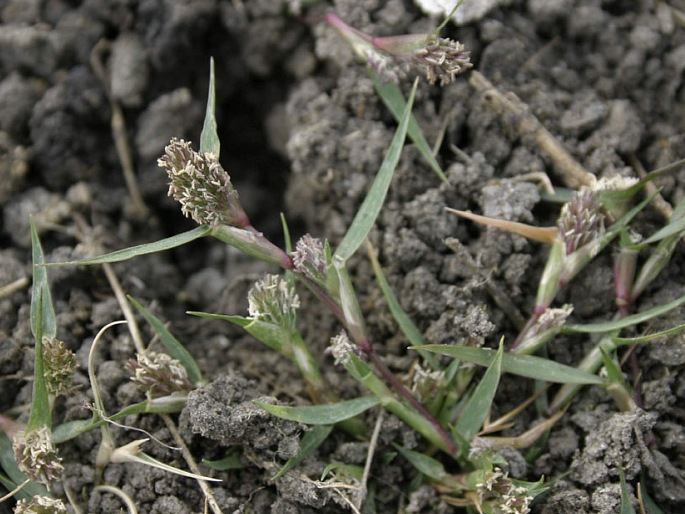 HELEOCHLOA SCHOENOIDES (L.) Host ex Roem. – bahenka šášinovitá / bahienka šašinovitá