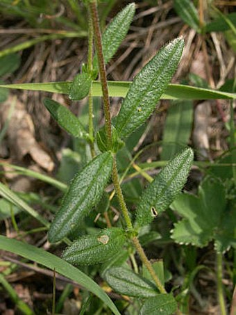 Helianthemum grandiflorum subsp. obscurum