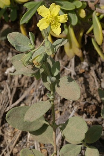 Helianthemum gorgoneum