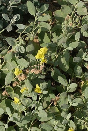 Helianthemum gorgoneum