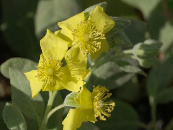 HELIANTHEMUM GORGONEUM Webb – devaterník / devätorník