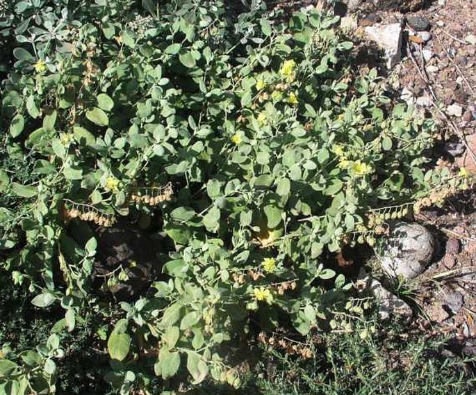 Helianthemum gorgoneum