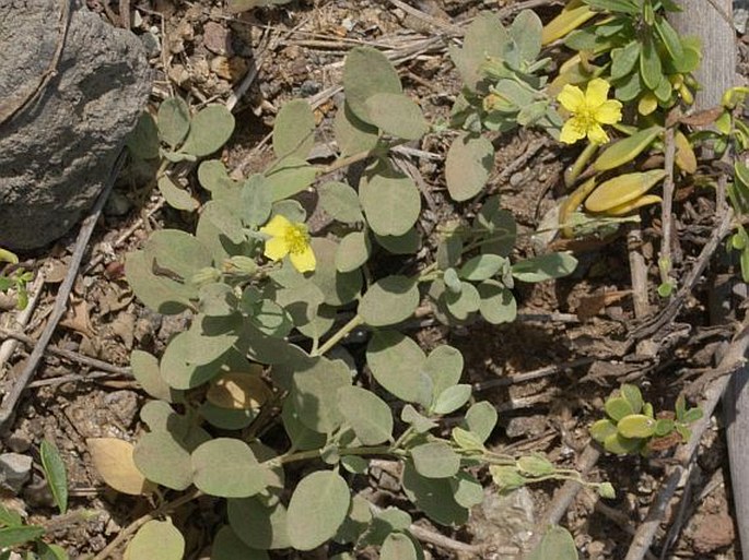 Helianthemum gorgoneum