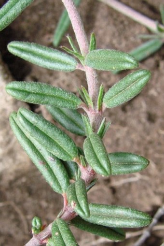 Helianthemum apenninum