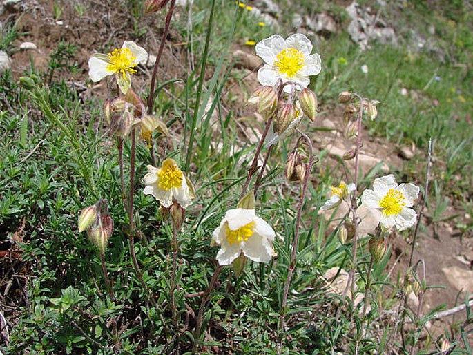 Helianthemum apenninum