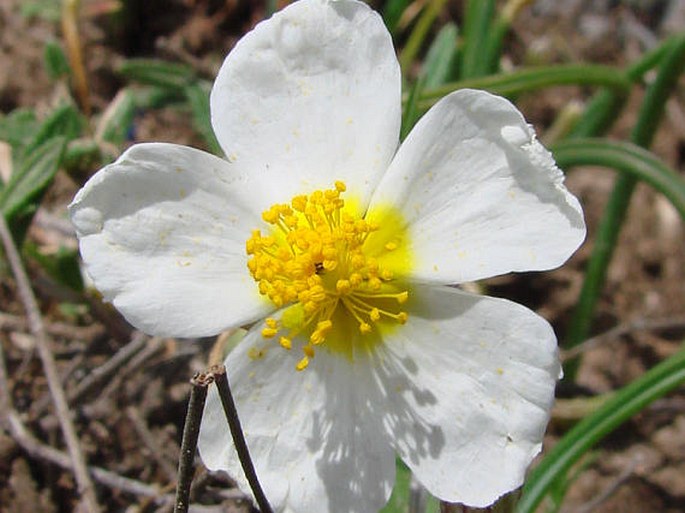 Helianthemum apenninum